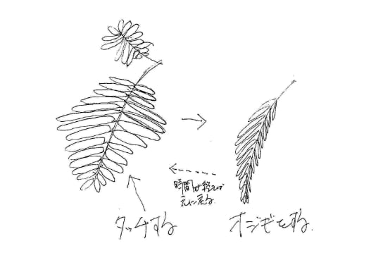 デジタル「オジギ草」の写真